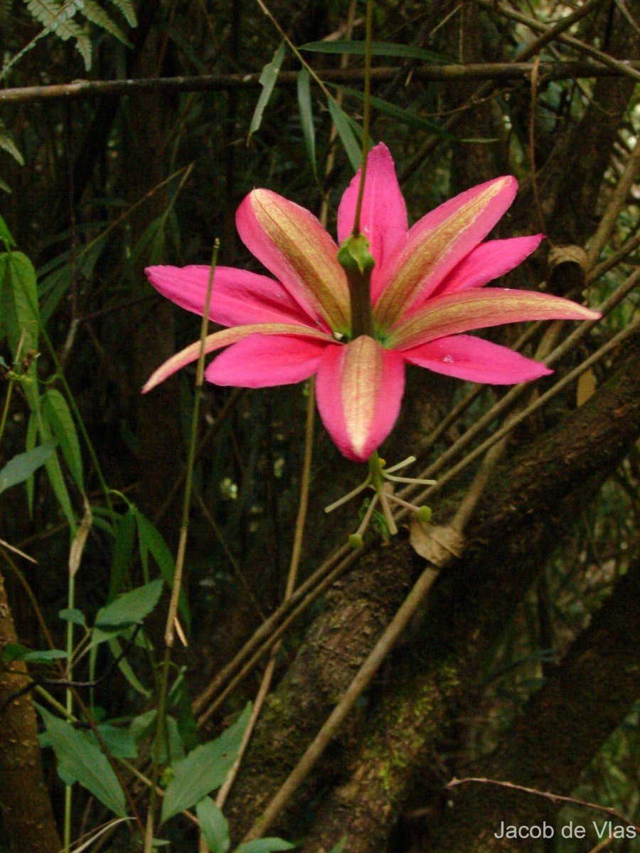 Passiflora antioquiensis H.Karst.